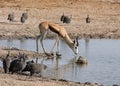 Springbok Antelope