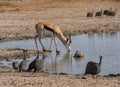 Springbok Antelope