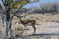 A springbok antelope stands under a tree in its natural habitat. Trees in the background Royalty Free Stock Photo