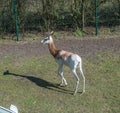 Springbok antelope walking in the park on the grass Royalty Free Stock Photo