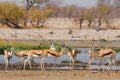 Springbok antelopes Antidorcas marsupialis in natural habitat, Etosha National Park, Namibia