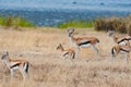 Springbok Antelopes - Antidorcas marsupialis - Springbuck in Africa