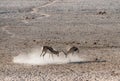 Springbok Antelopes Fighting in Etosha National Park, Namibia Royalty Free Stock Photo