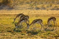 Springbok antelopes grazing early morning Royalty Free Stock Photo