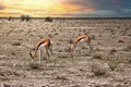 Springbok antelopes grazing in the field at a beautiful sunset Royalty Free Stock Photo