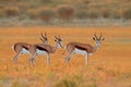 Springbok antelopes in natural habitat