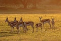 Springbok antelopes at sunrise Royalty Free Stock Photo