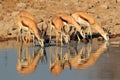 Springbok antelopes at waterhole