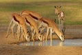 Springbok antelopes at a waterhole, Kalahari desert, South Africa