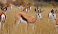 Springbok (Antidorcas marsupialis) Royalty Free Stock Photo