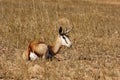 Springbok (Antidorcas marsupialis)