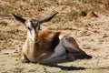 Springbok (Antidorcas marsupialis) Royalty Free Stock Photo