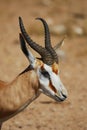 Springbok (Antidorcas marsupialis) Royalty Free Stock Photo