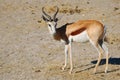 Springbok (Antidorcas marsupialis) Royalty Free Stock Photo