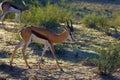 The springbok Antidorcas marsupialis adult male in the desert. Antelope on the sand