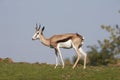 Springbok, antidorcas marsupialis, Adult standing on Grass