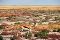 Springbok Antidorcas marsupialis grazing in the savannah