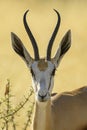 Springbok - Antidorcas marsupialis