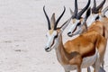 Springbok Antidorcas marsupialis in Etosha, Namibia Royalty Free Stock Photo