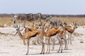 Springbok Antidorcas marsupialis in Etosha, Namibia Royalty Free Stock Photo