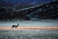 Springbok Antidorcas marsupialis grazing in the savannah