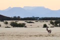 Springbok Antidorcas marsupialis grazing in the savannah