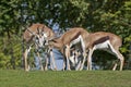 Springbok, antidorcas marsupialis, Group standing on Grass