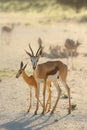 The springbok Antidorcas marsupialis an herd of antelope runs in the desert. A herd of antelope in the midday light desert