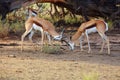 The springbok Antidorcas marsupialis an herd of antelope runs in the desert. Male fighting on the desert Royalty Free Stock Photo