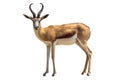 Springbok Royalty Free Stock Photo