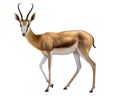 Springbok, Antidorcas marsupialis, jumping antelope Royalty Free Stock Photo