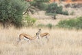 A Springbok, Antidorcas marsupialis, in Kalahari desert, Namibia Royalty Free Stock Photo