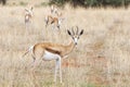 A Springbok, Antidorcas marsupialis, in Kalahari desert, Namibia Royalty Free Stock Photo