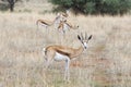 A Springbok, Antidorcas marsupialis, in Kalahari desert, Namibia Royalty Free Stock Photo