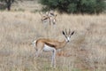 A Springbok, Antidorcas marsupialis, in Kalahari desert, Namibia Royalty Free Stock Photo
