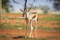 A Springbok, Antidorcas marsupialis, in Kalahari desert, Namibia Royalty Free Stock Photo