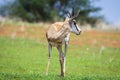 A Springbok, Antidorcas marsupialis, in Kalahari desert, Namibia Royalty Free Stock Photo