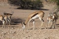 Springbok, Antidorcas marsupialis, Kalahari, South Africa