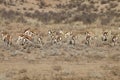 Springbok, Antidorcas marsupialis, Kalahari, South Africa