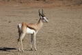 Springbok, Antidorcas marsupialis, Kalahari, South Africa