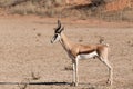 Springbok Antidorcas marsupialis in Kgalagadi Royalty Free Stock Photo