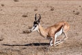 Springbok Antidorcas marsupialis in Kgalagadi Royalty Free Stock Photo