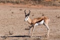 Springbok Antidorcas marsupialis in kgalagadi, South Africa