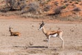 Springbok Antidorcas marsupialis in kgalagadi, South Africa
