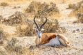 Springbok Antidorcas Marsupialis lying down, Etosha National Park, Namibia.