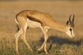 Springbok, Springbok, Antidorcas marsupialis Royalty Free Stock Photo