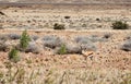 Springbok (Antidorcas marsupialis)