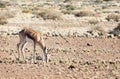 Springbok (Antidorcas marsupialis)