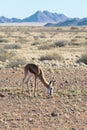 Springbok (Antidorcas marsupialis) in Namibia Royalty Free Stock Photo