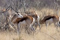 Springbok, Antidorcas marsupialis, in the Namibian bush